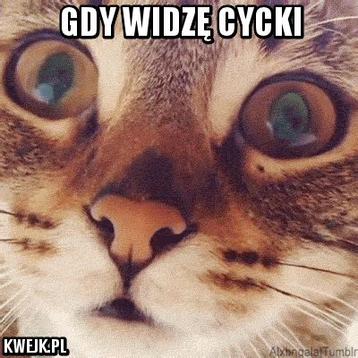 cycki big|Cycki GIFs .